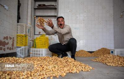 بزرگترین انجیرستان دیم جهان