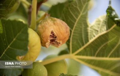 بزرگترین انجیرستان دیم جهان