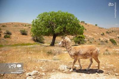 آن سوی زیبای دریاچه ارومیه