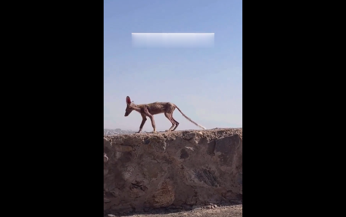 مشاهده یک حیوان عجیب در مشهد / فیلم