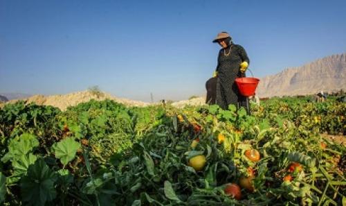عکس/ برداشت گوجه فرنگی در استان بوشهر 