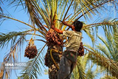 برداشت خرما مخ برون دربوشهر