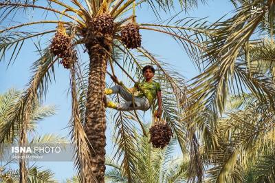 برداشت خرما مخ برون دربوشهر