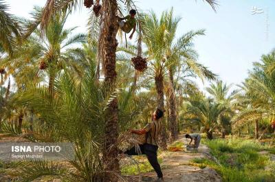 برداشت خرما مخ برون دربوشهر