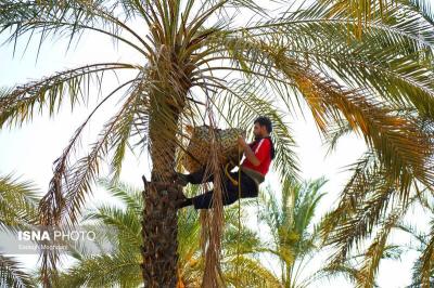 برداشت خرما مخ برون دربوشهر