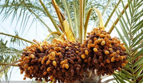 برداشت خرما مخ برون دربوشهر