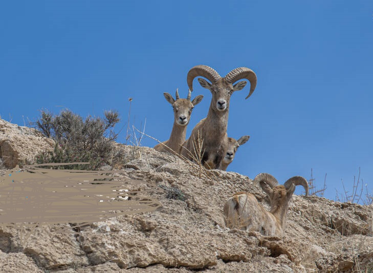 قوچ کوهی ایران