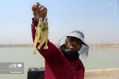 برداشت میگو ازمزارع چوئبده