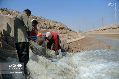 برداشت میگو ازمزارع چوئبده