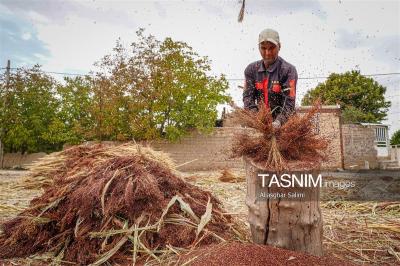 جاروبافی سنتی در روستای ملا حسن