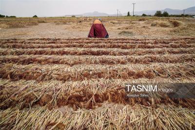 جاروبافی سنتی در روستای ملا حسن