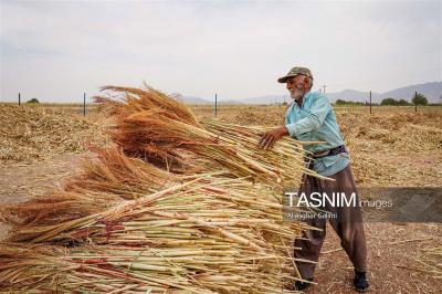 جاروبافی سنتی در روستای ملا حسن