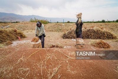 جاروبافی سنتی در روستای ملا حسن