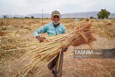 جاروبافی سنتی در روستای ملا حسن