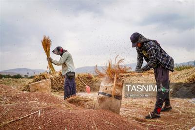 جاروبافی سنتی در روستای ملا حسن