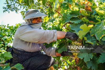 برداشت انگور از تاکستان‌های خراسان شمالی