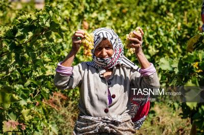 برداشت انگور از تاکستان‌های خراسان شمالی