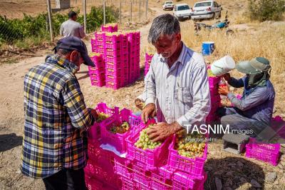 برداشت انگور از تاکستان‌های خراسان شمالی