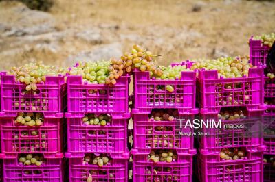 برداشت انگور از تاکستان‌های خراسان شمالی