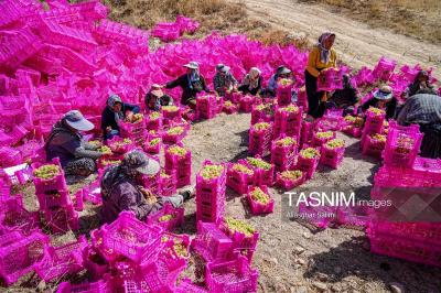 برداشت انگور از تاکستان‌های خراسان شمالی