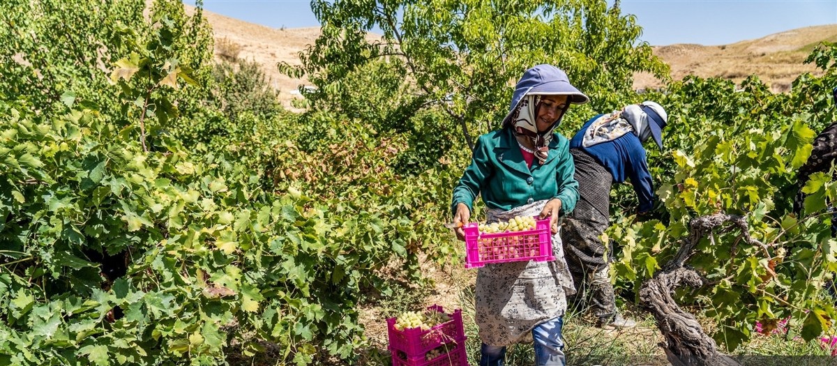 برداشت انگور از تاکستان‌های خراسان شمالی
