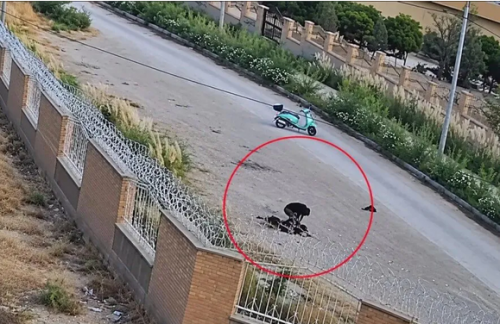 خفتگیری بیرحمانه از دختر دانشجو در خراسان شمالی / فیلم