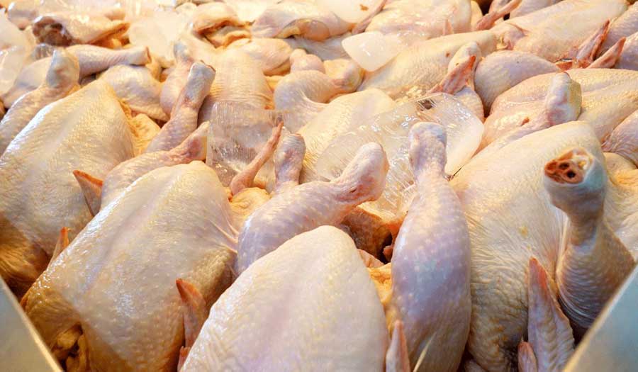  بازگشت مرغ به مسیر آرامش و تعادل