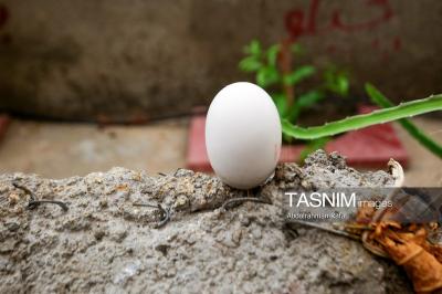 مزرعه پرورش کروکودیل در ملایر