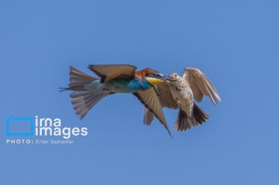 زنبورخوار