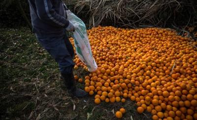 عکس/ خسارت برف به باغات مرکبات در مازندران
