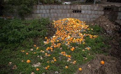 عکس/ خسارت برف به باغات مرکبات در مازندران