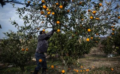عکس/ خسارت برف به باغات مرکبات در مازندران