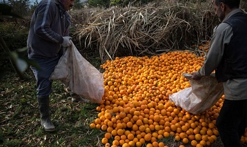 عکس/ خسارت برف به باغات مرکبات در مازندران