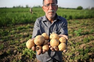 قیمت دولت برای خرید سیب‌زمینی 396 تومان است
