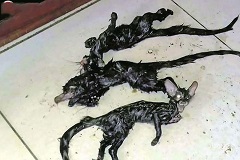 تعدادی موجود عجیب در یک خانه کشف شد+عکس