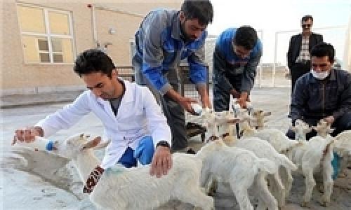 طعم شیر بز فرانسوی در بستنی مشهدی