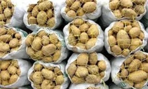 سیب‌زمینی ۳۰۰تومانی روی دست کشاورزان مانده است 