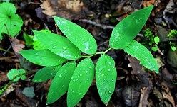 عکس/طبیعت زیبای بهاری ارسباران 