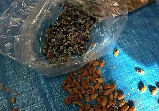 جاسازی مواد مخدر به‌جای مغز تخمه ژاپنی!+عکس