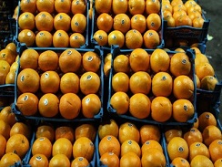 گلایه رئیس اتحادیه میوه و سبزی از واردات پرتقال