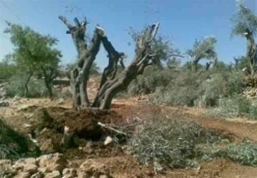 قطع ۳۰۰ درخت زیتون در جنوب شرق قدس
