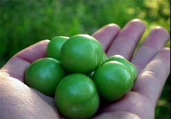 گوجه سبز کیلویی ۱۰۰هزار تومان 