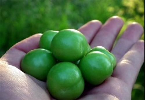 گوجه سبز کیلویی ۱۰۰هزار تومان 