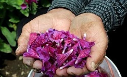 عکس/برداشت گل گاو زبان