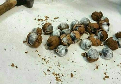 از داخل حلیم تریاک کشف شد!