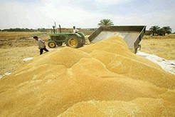 بورس برای گندمکاران خراسان شمالی