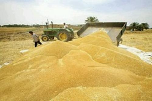 بورس برای گندمکاران خراسان شمالی