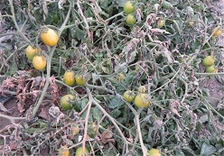 خسارت ۳ هزار میلیاردی باغداران