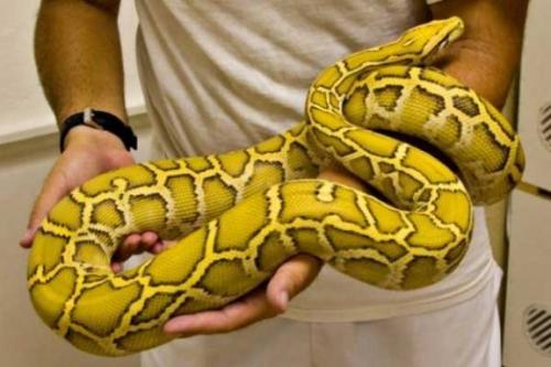  مار و مارمولک هم حیوان خانگی شدند +عکس