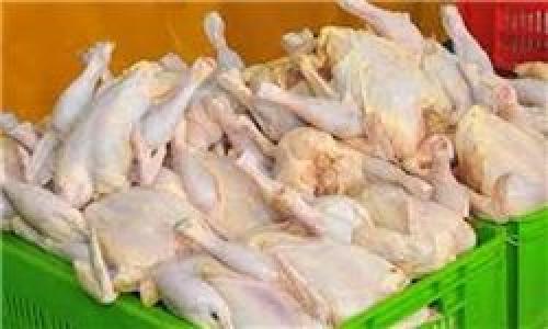 قیمت مرغ سیر کاهشی گرفته است